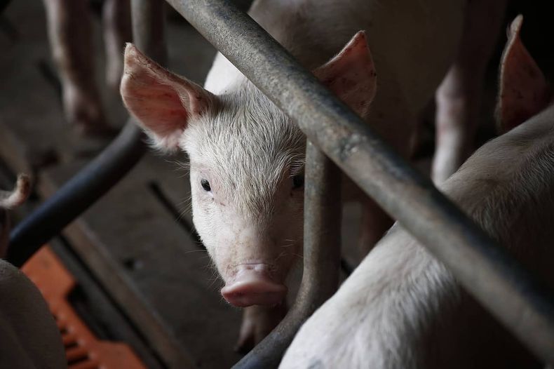 pig 3750943_1280 1.jpg