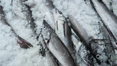 Mujeres de la pesca artesanal aseguran que la merluza común quedó desprotegida de la ley de fraccionamiento