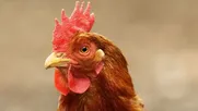 nuevo caso de influenza aviar h5n1 de alta patogenicidad en sector de bollenar en melipilla: revisa los sintomas