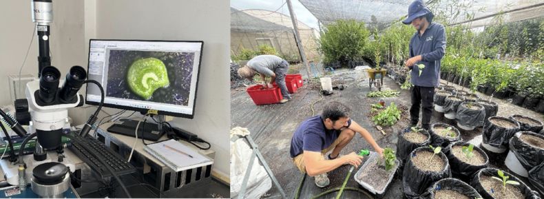 Bacterias de las costas chilenas protegen cultivos de melones y sandías de la sequía.&nbsp;