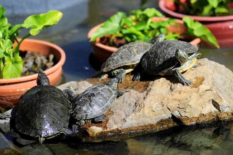 tortugas.jpg
