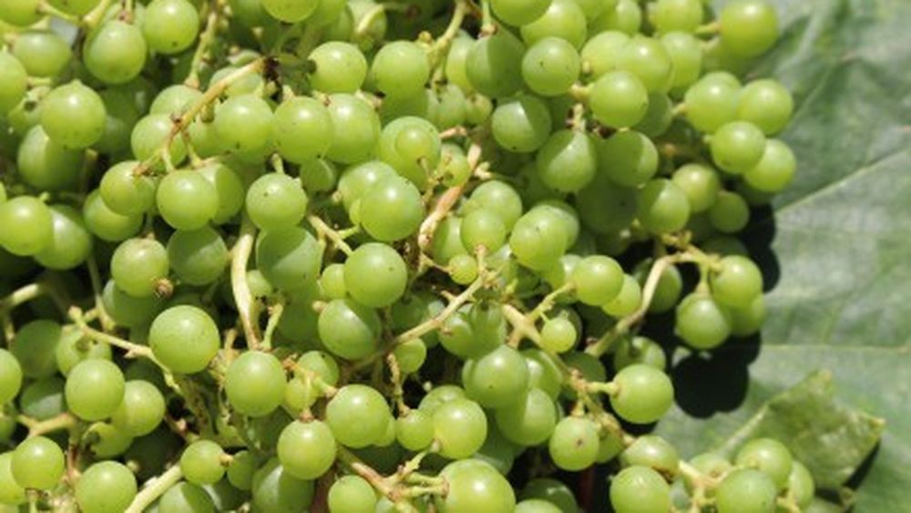 Como en época colonial, el jugo de la uva verde vuelve a condimentar la cocina chilena