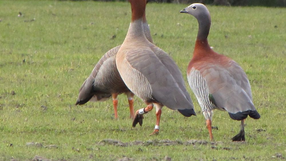 Ave más amenazada de Chile posa desafío ambiental a proyectos de hidrógeno verde en Magallanes