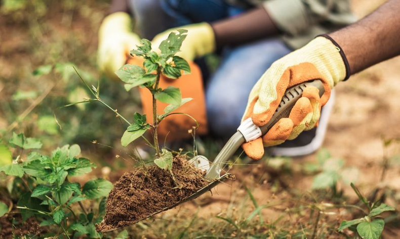 La evidencia científica es clara: recuperar ecosistemas degradados no solo protege el planeta, sino que impulsa economías, genera empleo y reduce los costos de la crisis climática.
