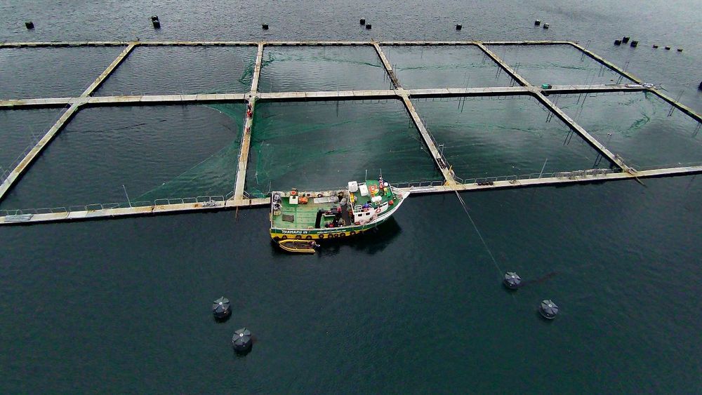 SMA sancionará a salmonera Blumar por sobreproducción en Magallanes durante tres años