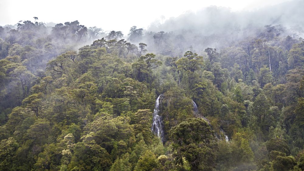 Día mundial del medio ambiente, las enfermedades ecológicas de la agricultura chilena