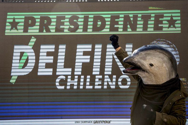 delfin chileno.jpg