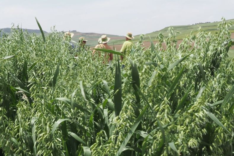 El académico Francisco Tapia detalla los beneficios agronómicos de la avena cultivada bajo sistemas regenerativos, como el efecto limpiador del suelo.