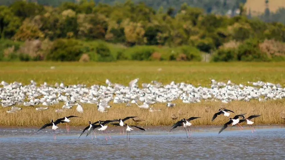 Nuevos humedales urbanos para Chile: Son 7 y se encuentran en regiones Metropolitana, Valparaíso, O’Higgins, Ñuble y Biobío