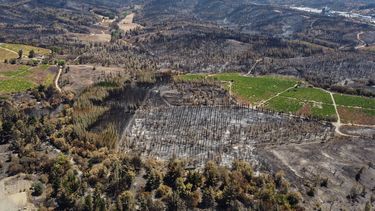 Consejos para hacer el modelo forestal chileno menos propenso a mega incendios