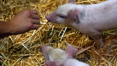 El Desconcierto | causo canibalismo en cerdos  dictan inhabilidad perpetua de tenencia de animales a criancera por bajar porcion de comidas.webp