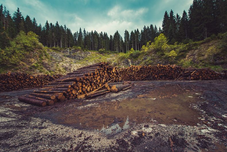 forestry 960806_1920 1.jpg