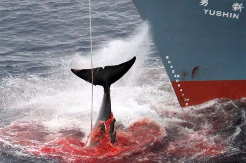 ballenas japon.jpg
