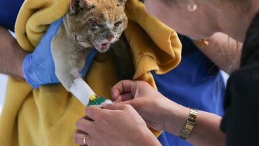 No solo las 137 vidas humanas perdidas: Suman querella por muertes de animales en mega incendio de Viña en 2024