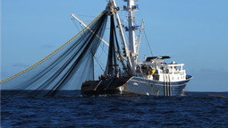 Subpesca deroga reglamento que permitía capturar recursos de consumo humano para harina y aceite de pescado