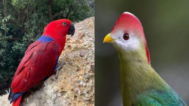 Parque Tricao luce hermoso colorido de aves en Fiestas Patrias - Gentileza Parque Tricao