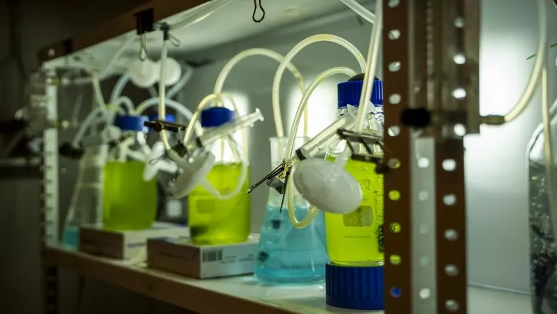 24472 microalgas.webp