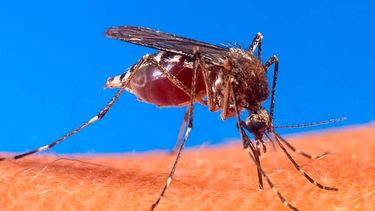 Minsal confirma más casos de dengue en Chile y se abre a posibilidad de comprar vacuna