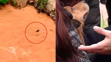 Perro Morocho terminó salvándose solo desde el río Mapocho - Captura de video