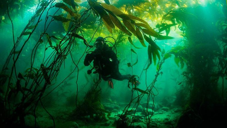 Geografa bosques algas.jpg