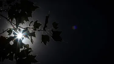 El Desconcierto | 30650 plantas luz.webp