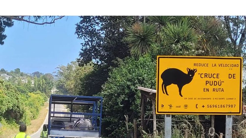 ¡Atención, conductor! Respeta esta nueva señalética para evitar atropello de pudúes