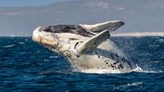 Ballena franca austral.&nbsp;