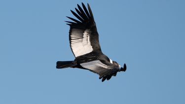 Cóndor&nbsp;andino (Vultur gryphus), también conocido como&nbsp;cóndor&nbsp;de los Andes o simplemente&nbsp;cóndor