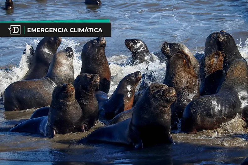10732 lobos marinos emergencia.webp
