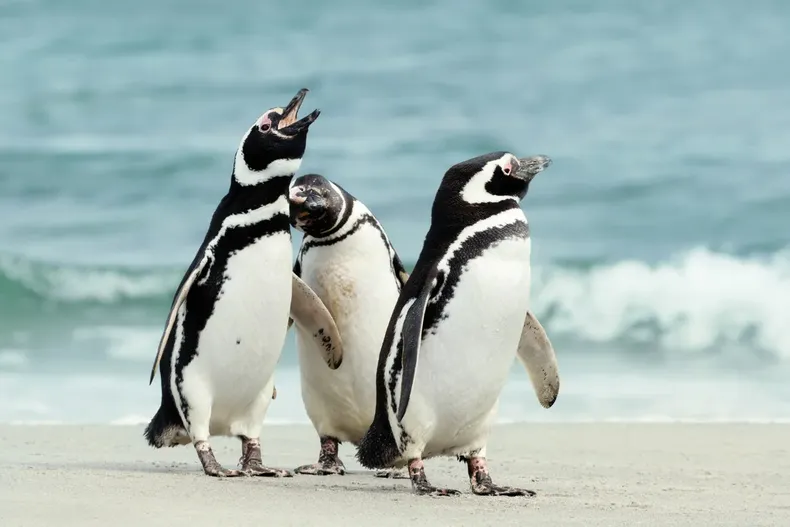 24365 descubre el fascinante mundo de los pinguinos de humboldt 16.webp