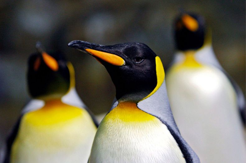 Pingüino emperador en peligro de extinción por crisis climática - Agencia EFE