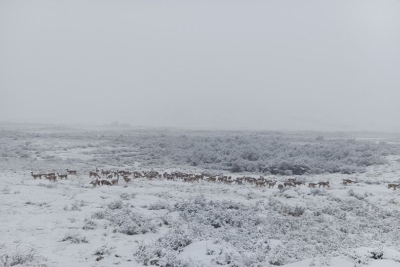 2418 guanacos nieve.jpg