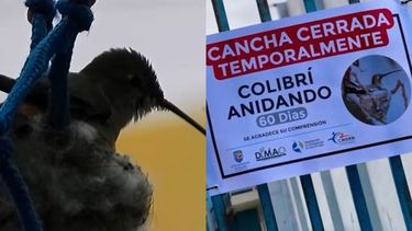 La multicancha en Mejillones estará cerrada los dos meses que dura el proceso del colibrí - Captura de video