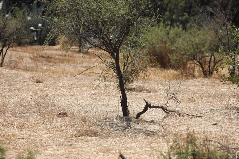 25936 a uno 1426592.webp