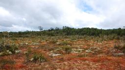 Explotación de turberas en Chile pone en peligro ecosistema clave para combatir el cambio climático | ENTREVISTA