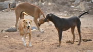 Comisión de Agricultura de la Cámara aprueba en general iniciativas que eximen de maltrato animal a quienes cacen perros en defensa de la industria ganadera y la fauna silvestre.&nbsp;