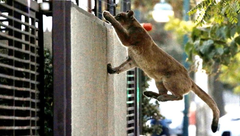 Puma en Nunoa.jpg