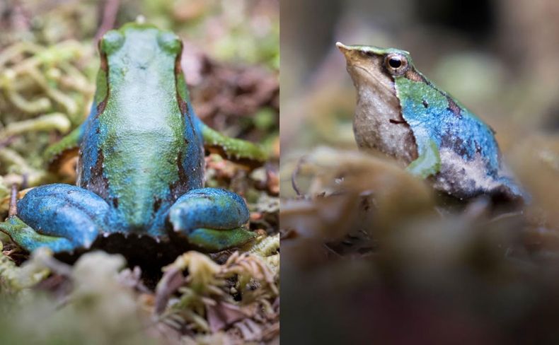 Ranita de Darwin con inédito patrón azul tornasolado - Instagram @defendamos_patagonia_