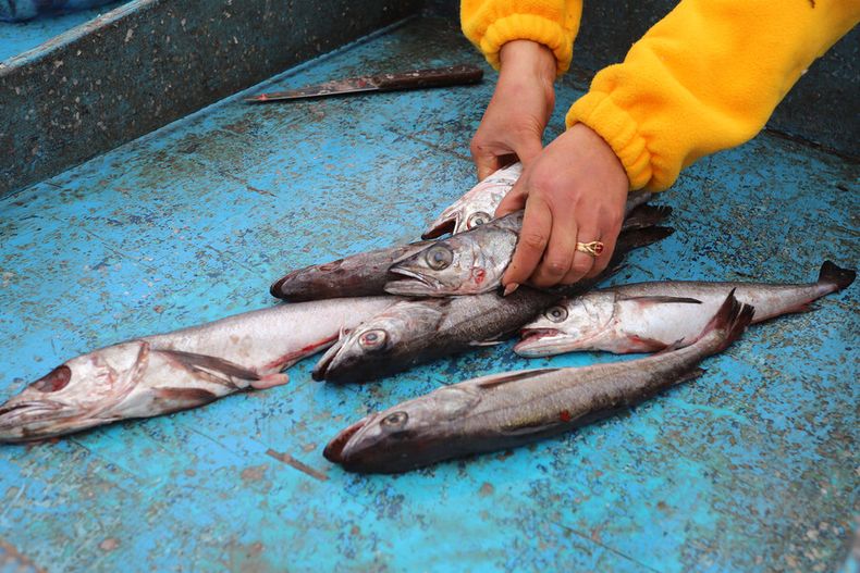 pymes pesqueras respaldan a artesanales  apoyan aumento de fraccionamiento de 7 especies.jpg