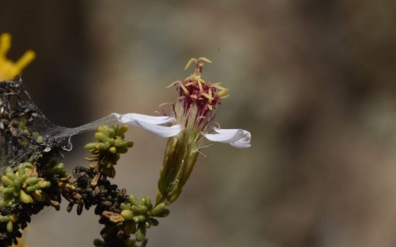 Flores de Diplostephium paposanum 1 1500x936 1 e1676330417800.jpg