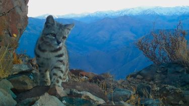 Histórico: Gato Andino avistado por primera vez en la Región Metropolitana desde 2014