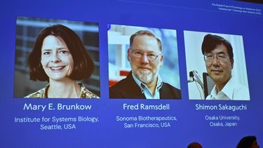 El Premio Nobel de Medicina 2025 recae en científicos que descubrieron la tolerancia inmunológica periférica