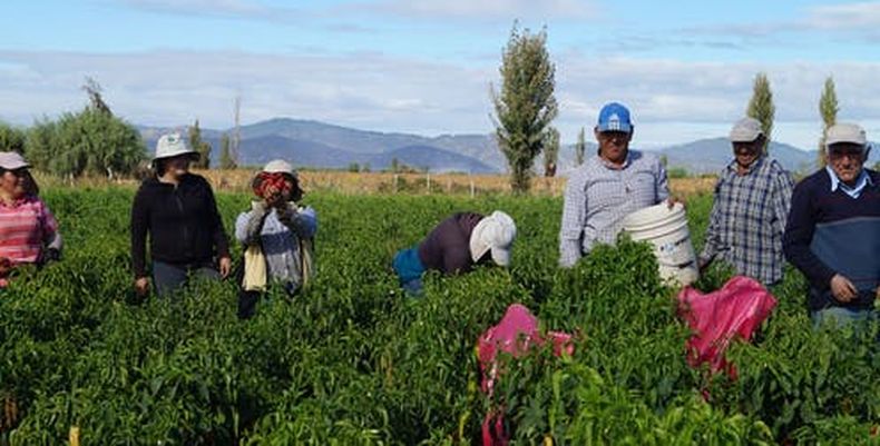 hortalizas ancestrales.jpg