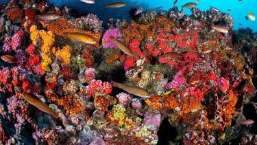 Chile refuerza conservación oceánica con plan de gestión en archipiélago de Juan Fernández