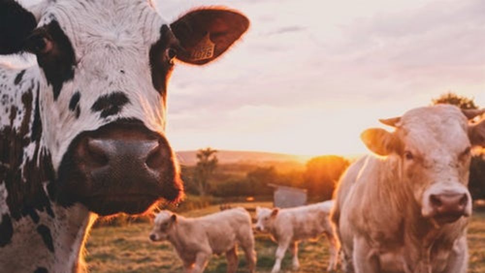Por el medioambiente, la salud y los animales: Celebran por primera vez en Chile el Día Mundial de la Leche Vegetal