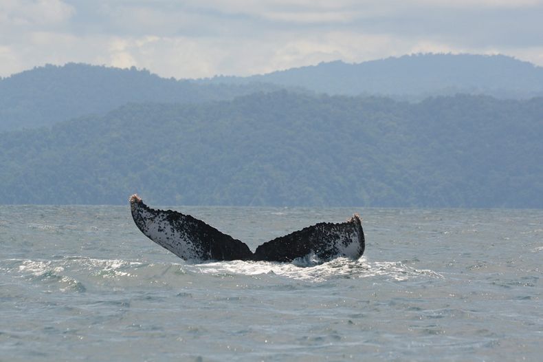 ballena jorobada.jpg