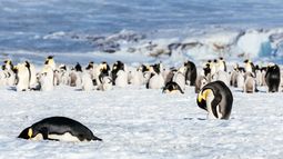 Descubren en la Antártida cuatro colonias de pingüinos emperador hasta ahora desconocidas