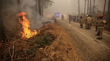 Forenses italianos investigarán intencionalidad de los incendios del sur de Chile