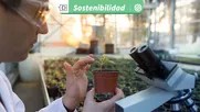por una agricultura mas sostenible: cientificos desarrollan plantas que capturan mas co2 y mitigan el cambio climatico