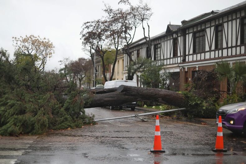 2498 arbol caido por frente de mal tiempo.jpg